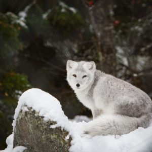ranua wildlife park tour