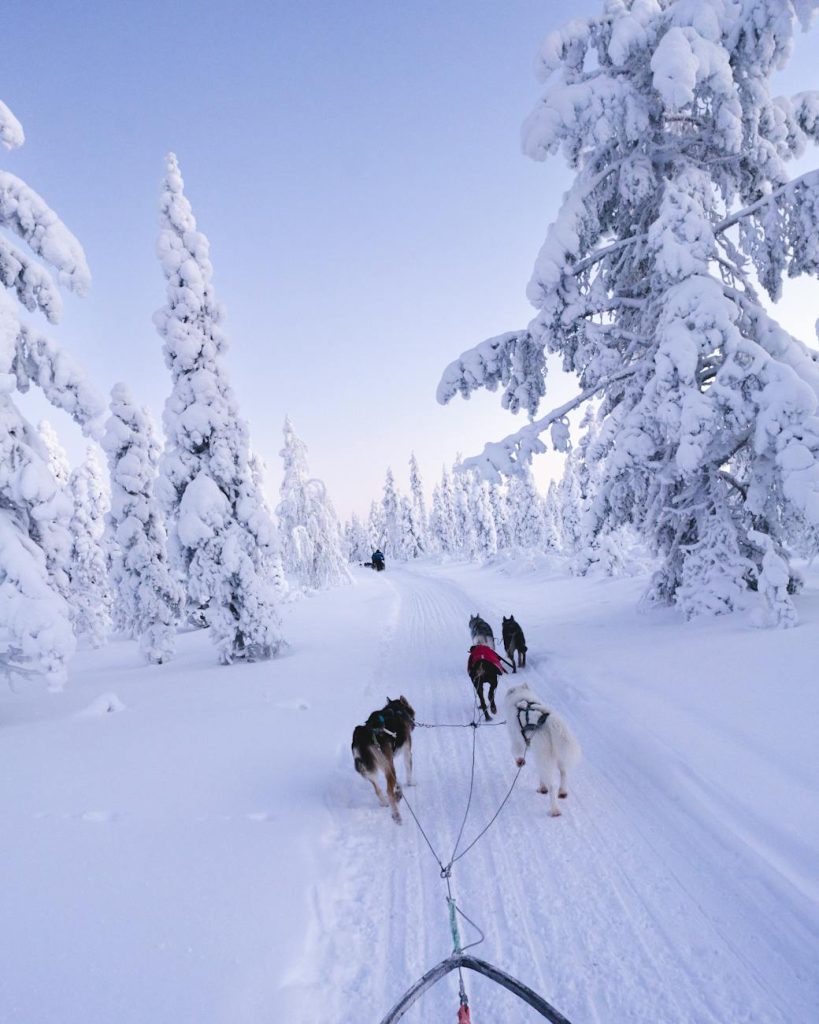 Experience the thrill of dog sledding through snowy Finnish landscapes, surrounded by frosty trees and pristine nature.